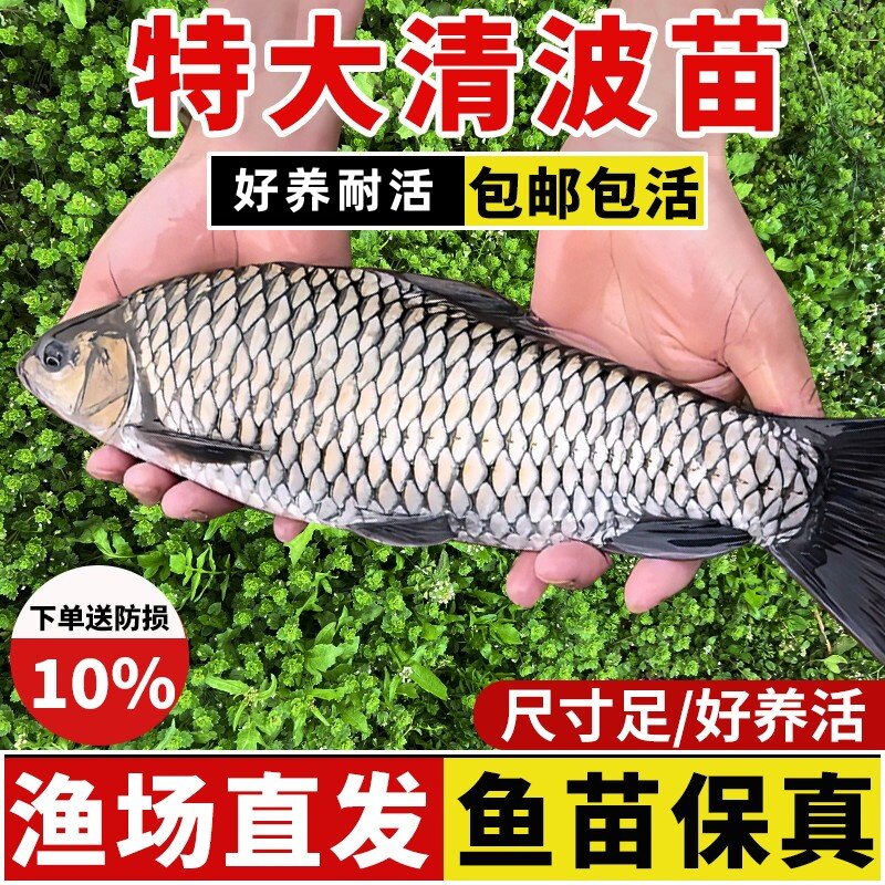 清波鱼苗淡水养殖食用正宗青波中华倒刺鲃四川重庆本地淡水名贵鱼