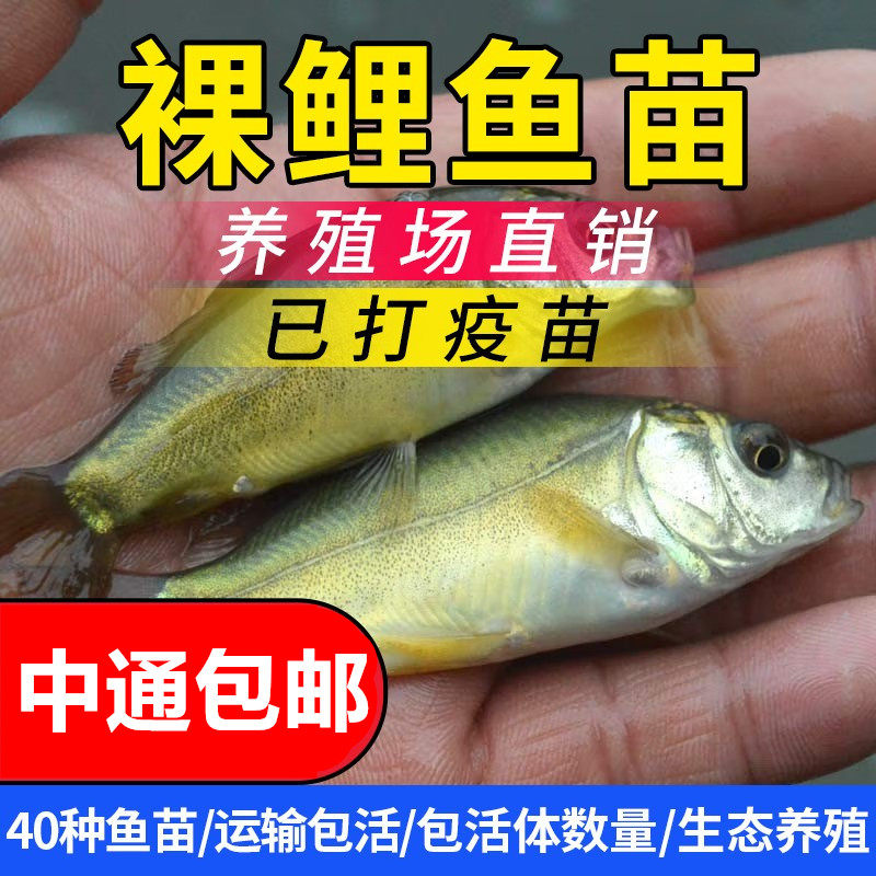 裸鲤鱼苗三道鳞德国镜鲤活体鱼苗淡水养殖无甲鲤鱼苗食用裸斑鱼苗
