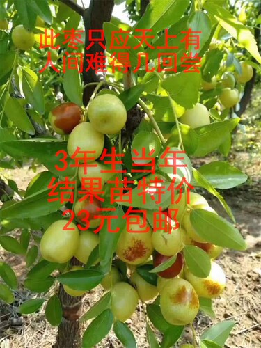 枣树嫁接苗活苗当年结果盆栽地栽