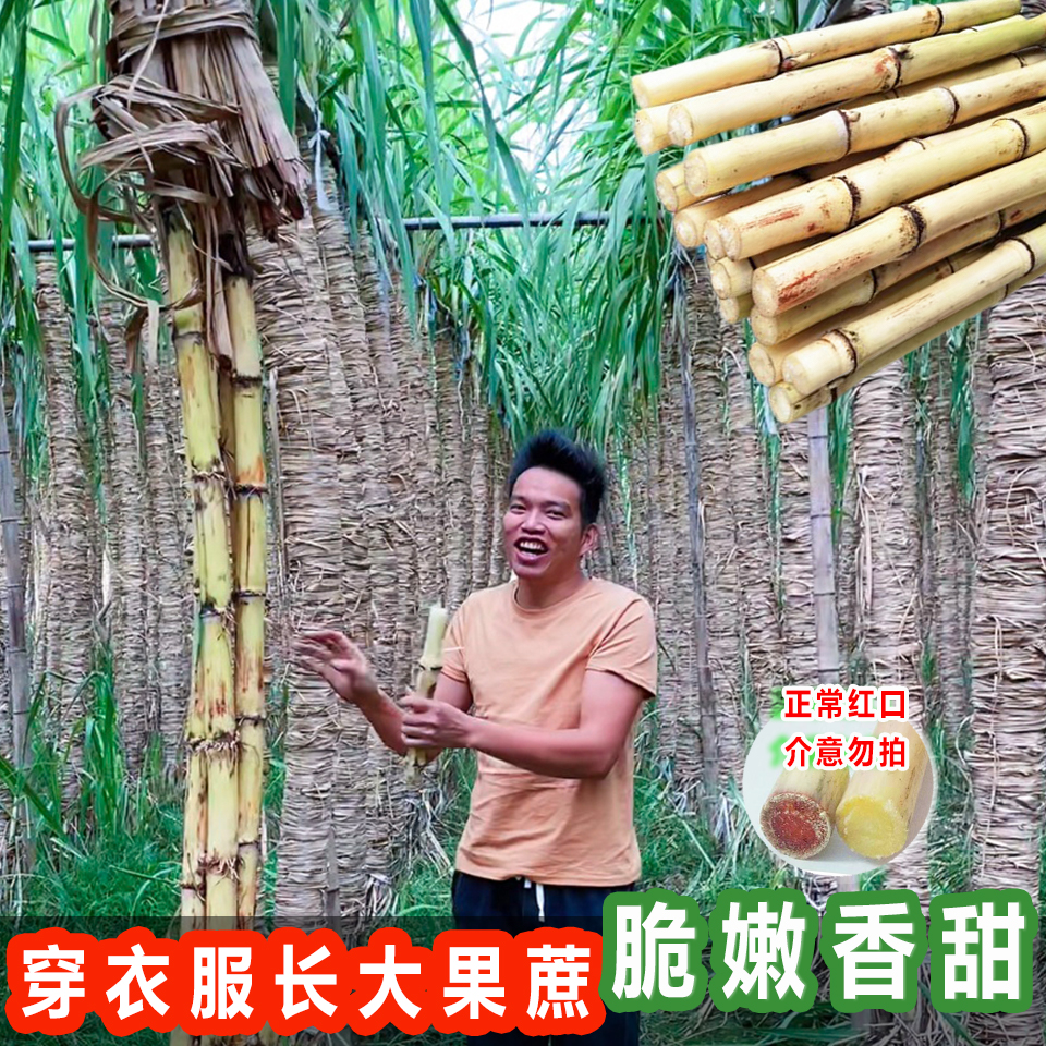 顺丰】广西新鲜玻璃脆正宗木格白玉甘蔗水果脆嫩脆甜甘蔗非青黄皮