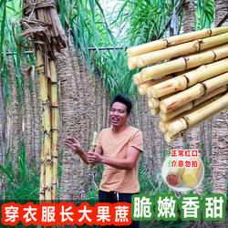 顺丰）包裹长大广西玻璃脆木格白玉蔗新鲜水果甘蔗非青皮黑皮黄皮