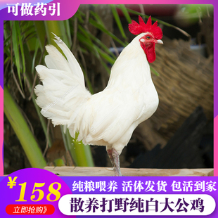 散养纯白公鸡活的无杂毛种公鸡活苗三白鸡药引活鸡包活到家药鸡