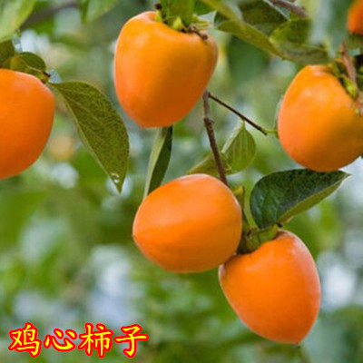 钙果苗山楂苗苹果柿子梨树苗杏树苗桃树李子苗碧根果苗文玩核桃苗