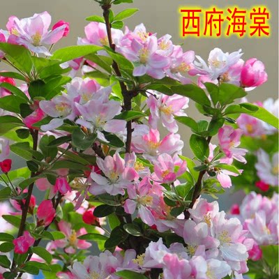 绿化树苗庭院观赏海棠树苗花苗西府海棠贴梗海棠垂丝海棠当年开花