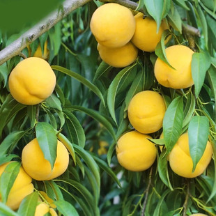 锦绣黄桃树苗 桃树果苗嫁接锦绣黄桃树苗 早熟黄桃苗南北方种植