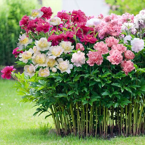 芍药花苗庭院花卉四季开花种根芍药根块带芽室内盆栽室外庭院植物