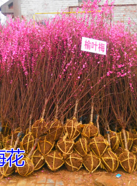 庭院绿化工程苗梅花树苗红梅绿梅榆叶梅美人梅树苗盆栽花卉植物
