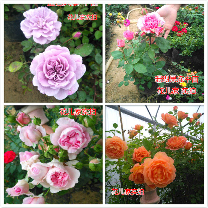 欧月红龙沙粉色龙沙宝石月季多季藤本爬大游行月季花推荐玫瑰蔷薇