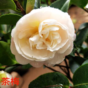 茶梅花大苗白色茶梅树苗茶花盆景庭院阳台室内盆栽花卉植物带花苞