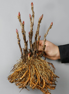 菏泽正宗牡丹花苗带芽孢发货观赏花室内外庭院植物盆栽重瓣多分枝