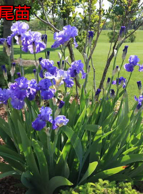 庭院植物蓝色盆栽花卉蝴蝶兰