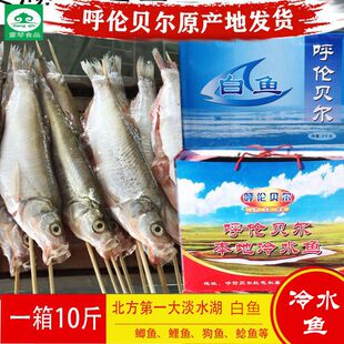 内蒙古呼伦贝尔满洲里呼伦湖达赉湖白鱼鲜活鲤鱼鲫鱼狗鱼湖虾