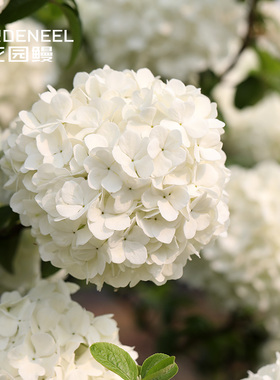 【中华木绣球】斗球欧洲玛丽弥尔顿荚蒾庭院灌木乔木花园鳗盆栽苗