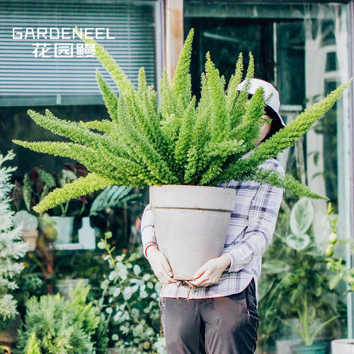 狐尾天门冬价格 狐尾天门冬图片 星期三