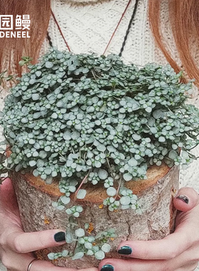 冷水花Greyzy灰绿色叶bb草耐热耐阴常绿室内垂吊绿植雨林缸微景观