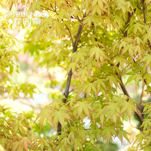 卡苏/金桂/黄金枫金贵 桂鸡爪槭日本红枫庭院花镜观叶枫树Katsura