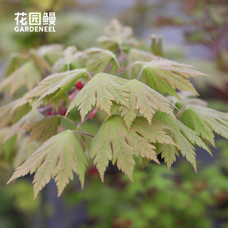 花园鳗大滝/泷/龙 O taki羽扇槭日本满月枫树变色彩叶树庭院盆栽