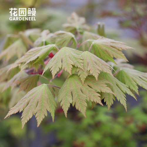 花园鳗大滝羽扇槭满月枫彩叶树苗