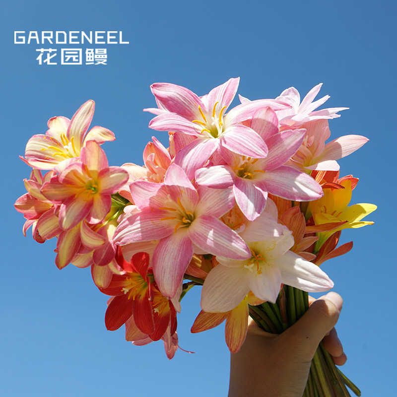 【風雨蘭】21品種可選 花園陽台花卉多年生開花球[花園鳗]裸球在類目 鮮花速遞/花卉仿真/綠植園藝, 花卉/蔬果/草坪種子（新）, 種球中 - 來自Buy2taobao.com提供專業的淘寶代購服務