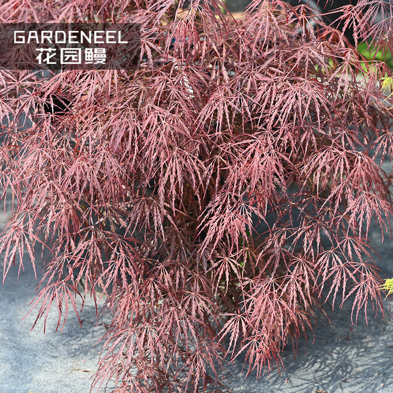 花园鳗千岁山枝垂三季红羽毛枫图片