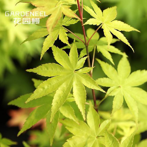 花园鳗夏金黄色枫树耐阴庭院乔木