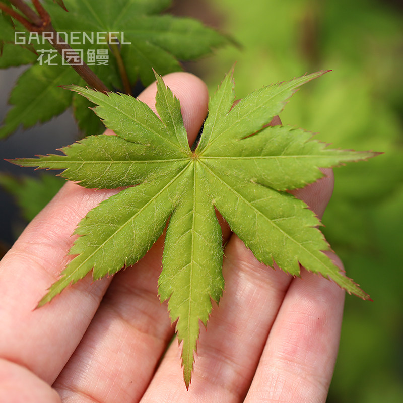 【日本枫树】秋爪红 秋红枫耐阴小乔木日式庭院阳台花园鳗盆栽苗