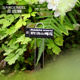饰防水插地吊牌小黑板标注植物名字 花盆装 花园鳗自制金属标签