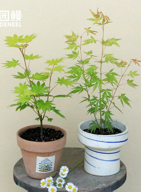 花园鳗日本红枫扦插实生苗原生盆景素材橙色蕾丝约旦彩叶槭树小苗