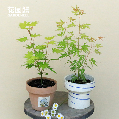 日本红枫扦插实生苗原生盆景