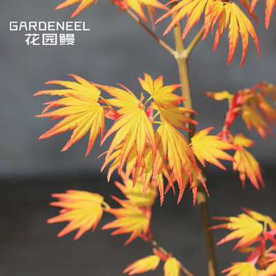 日本枫树橙之梦盆栽庭院阳台