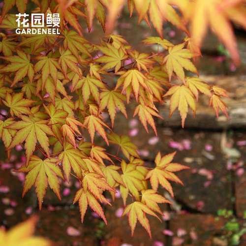 花园鳗日本枫多品种合集