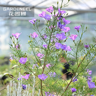 花园鳗澳洲针叶纸芙蓉葵粉紫色喇叭花多年生常绿花灌木耐热花卉苗