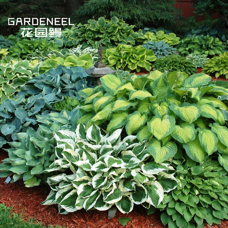 【玉簪】花叶系品种 彩叶耐阴耐寒宿根花卉[花园鳗]1加仑盆栽|ruв категории доставка цветов/цветок моделирования/растения садоводства, садовое растение/даосское дерево/фруктовых деревьев, корень/почвопокровные растения - от Buy2taobao.com для оказания профессиональной услуги покупки агента Taobao