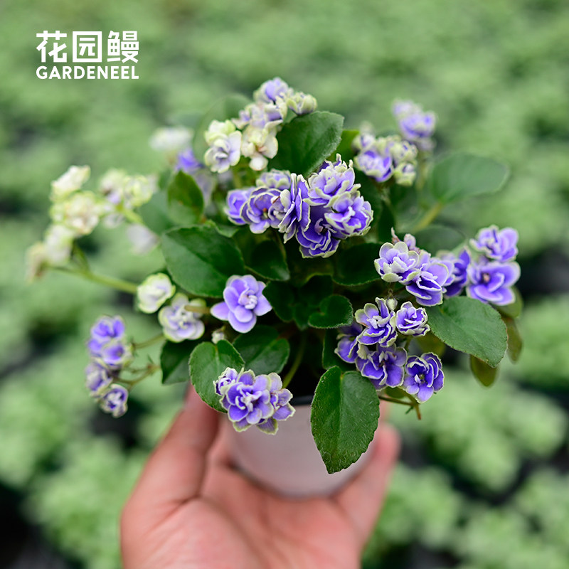 花园鳗非洲堇重瓣紫罗兰常绿爆花好养室内宿舍观叶迷你花卉盆栽苗
