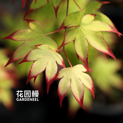花园鳗枫树爪红涂红指甲的槭树