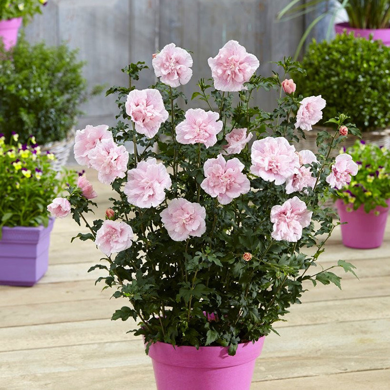 木槿紫玉蓝莓冰沙雪纺重瓣可食用B庭院夏季超长花期灌木花园盆栽,鲜花速递/花卉仿真/绿植园艺,观叶 /花灌木,淘宝优惠券,粉丝福利购,淘宝优惠卷