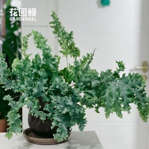 常绿蕨蓝星水龙骨喜阴室内盆栽苗