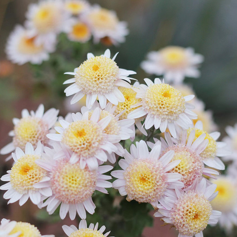 花园鳗三文鱼银色光辉珠玉之卵迷你地被小雏菊多年生耐寒花卉盆栽,鲜花速递/花卉仿真/绿植园艺,时令草本花卉,淘宝优惠券,粉丝福利购,淘宝优惠卷