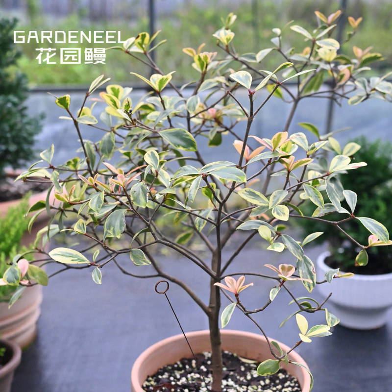 花叶厚皮香彩色观叶灌木变色叶小乔木庭院树花园鳗盆栽苗