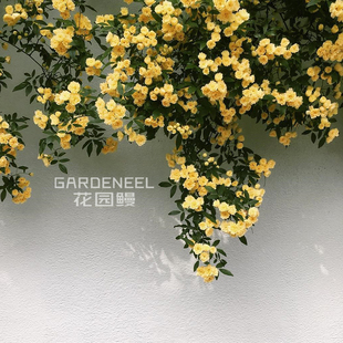 【黄木香】白木香重瓣无刺月季 花园鳗庭院花墙常绿藤本花盆栽苗