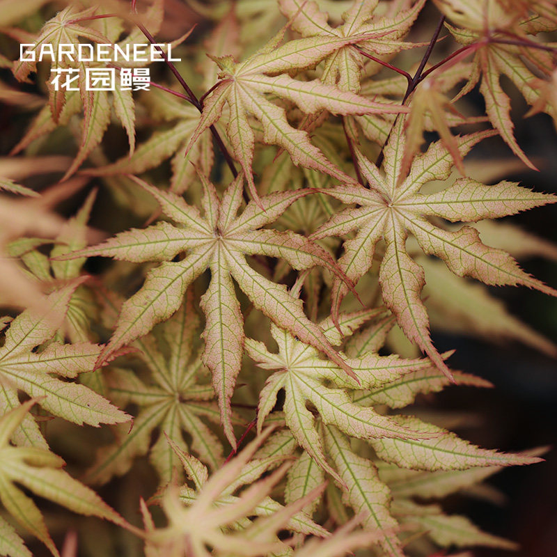 【日本枫树】赤鸭立泽脉纹红枫耐阴乔木日式庭院阳台花园鳗盆栽苗,鲜花速递/花卉仿真/绿植园艺,绣球/木绣球/木本植物,淘宝优惠券,粉丝福利购,淘宝优惠卷