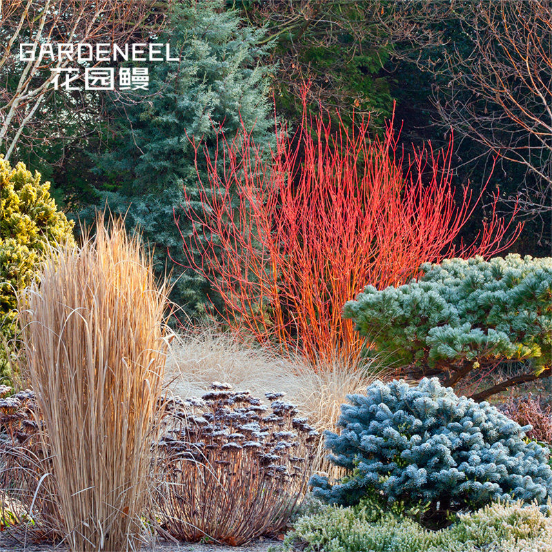 【红瑞木】梾木观枝彩叶观果耐寒四季赏灌木花园鳗进口品种盆栽苗