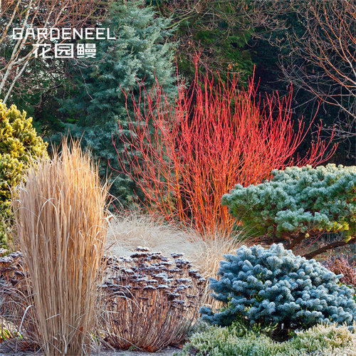 耐寒四季进口彩色盆栽苗红瑞木