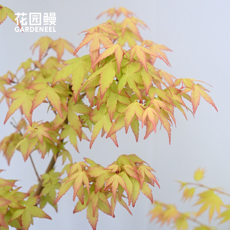 桂姬红枫树橙黄叶鸡爪槭矮化卡苏图片