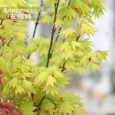 花园鳗日本枫树-1加仑多品种合集