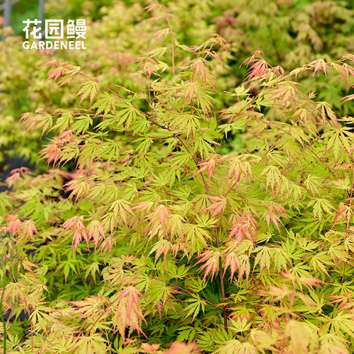 橙色蕾丝日本羽毛枫彩叶变色槭树