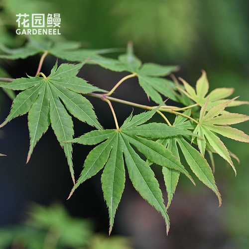 花园鳗关西明乌日本红枫树鸡爪槭