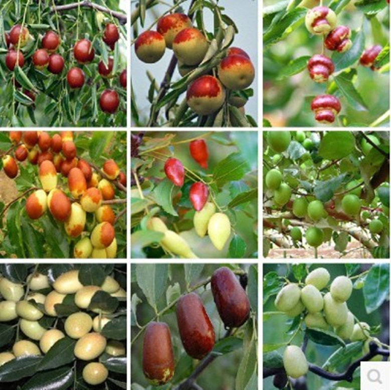 枣树果树苗子冬枣矮化盆栽南方北方庭院栽植红枣种植当年结果树苗在类目 鲜花速递/花卉仿真/绿植园艺, 花园植物/行道树/果树, 果树中 - 来自Buy2taobao.com提供专业的淘宝代购服务