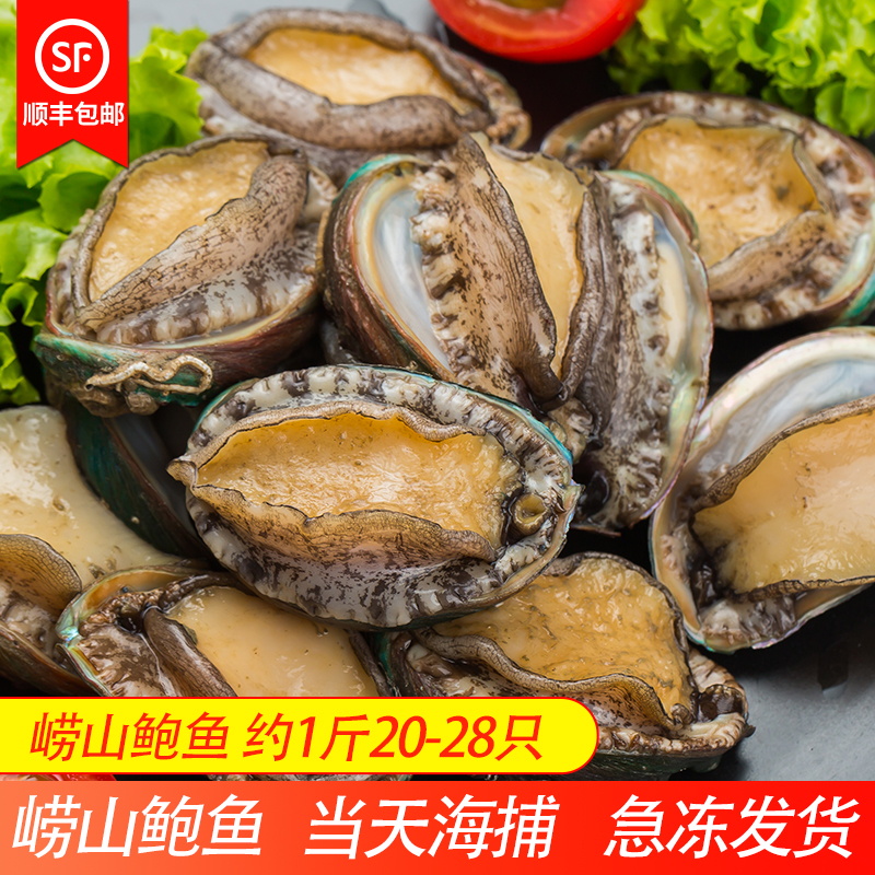 20-28头鲍鱼鲜活 新鲜青岛鲜鲍鱼约500g 海鲜水产小个鲜活小鲍鱼