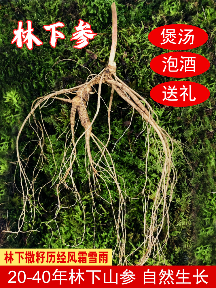 【十五道沟长白山鲜山参】林下参人参籽货鲜人参老货泡酒煲汤药材